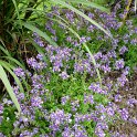 Nemesia aromatica 'Royal' (2)